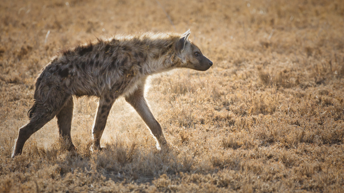 Hiena caminando por el Serengeti al atardecer